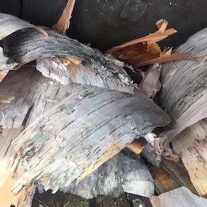 May include: Close-up of a pile of birch bark, showing the natural texture and color variations. The bark is peeled in strips and has a light brown and white color.