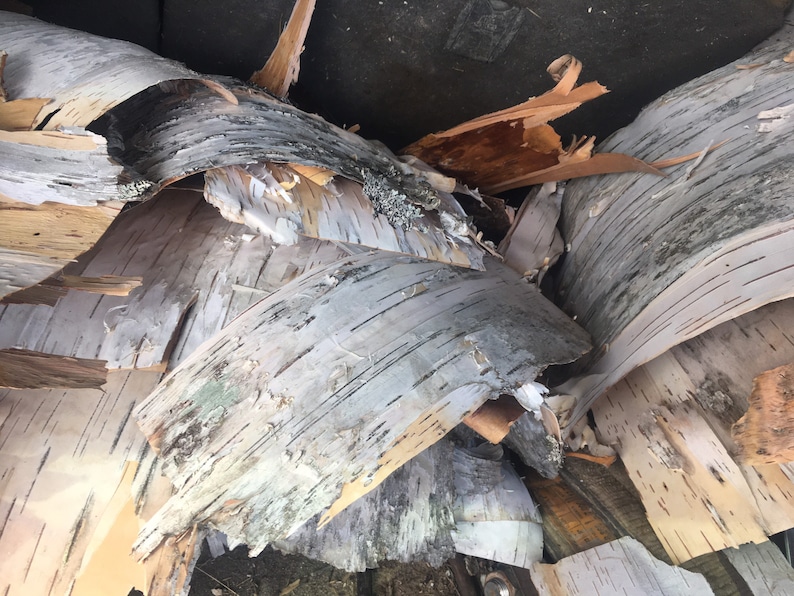 May include: Close-up of a pile of birch bark, showing the natural texture and color variations. The bark is peeled in strips and has a light brown and white color.