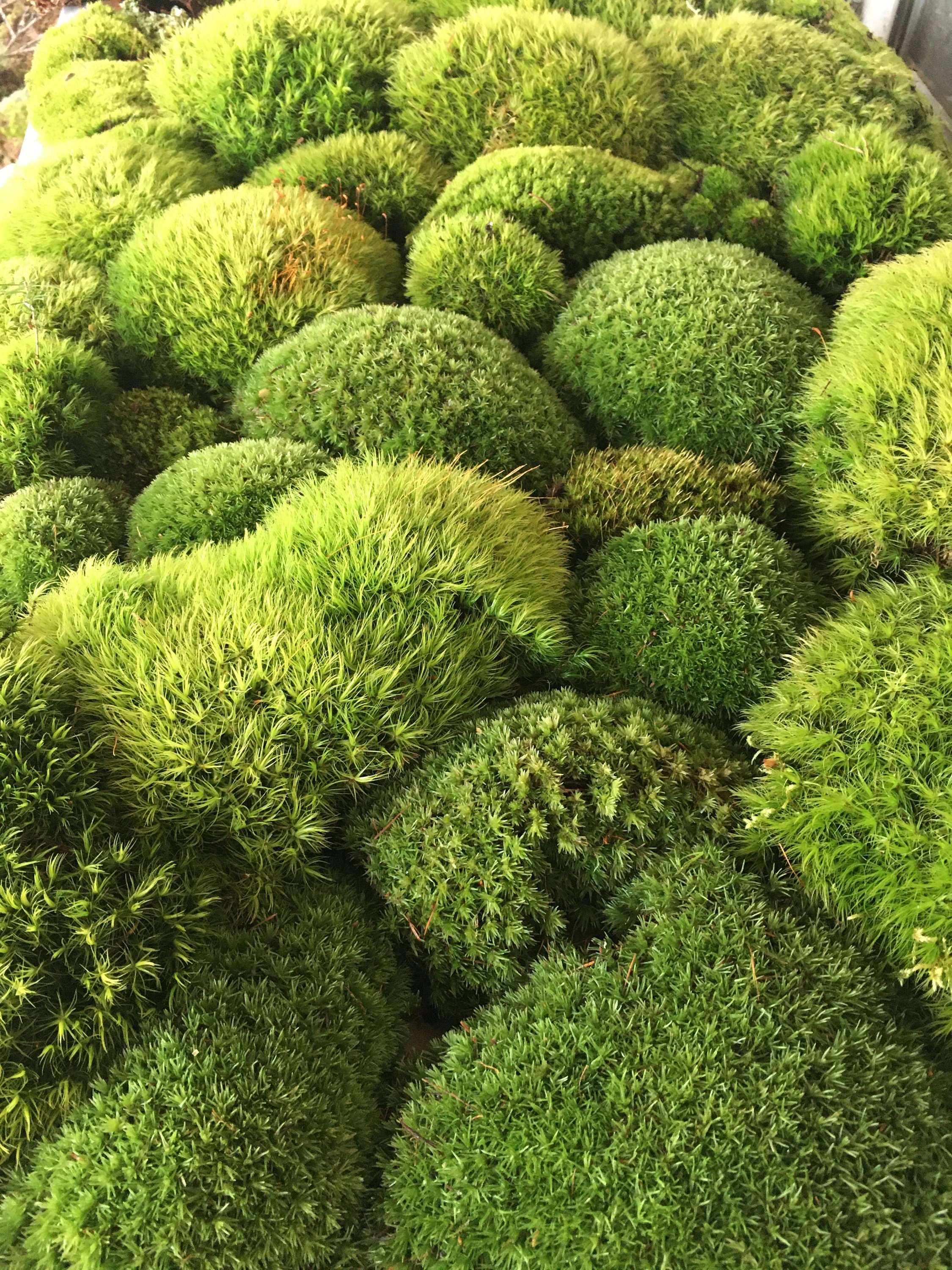 Terrarium moss, Live moss and lichen for your terrarium creation. Fresh,  organic mix of moss and lichen