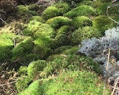 mixed variety pack of moss lichen, terrarium supplies, cushion moss, mood moss, carpet moss, British soldiers, pixie cups,