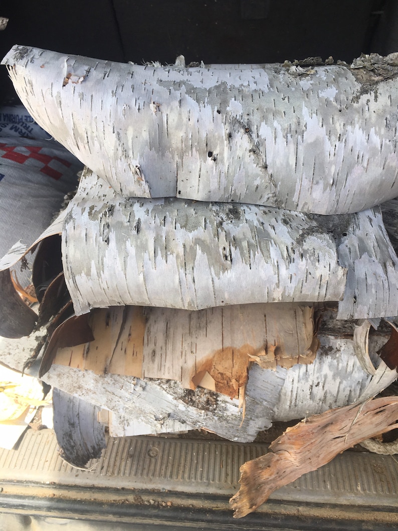 May include: A stack of birch bark, with the top piece curved and the bottom pieces broken into smaller pieces. The bark is white with black markings.