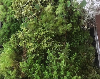 Live Moss for Terrariums | Cushion, Sheet, Mood Mix | Fairy Garden Supplies