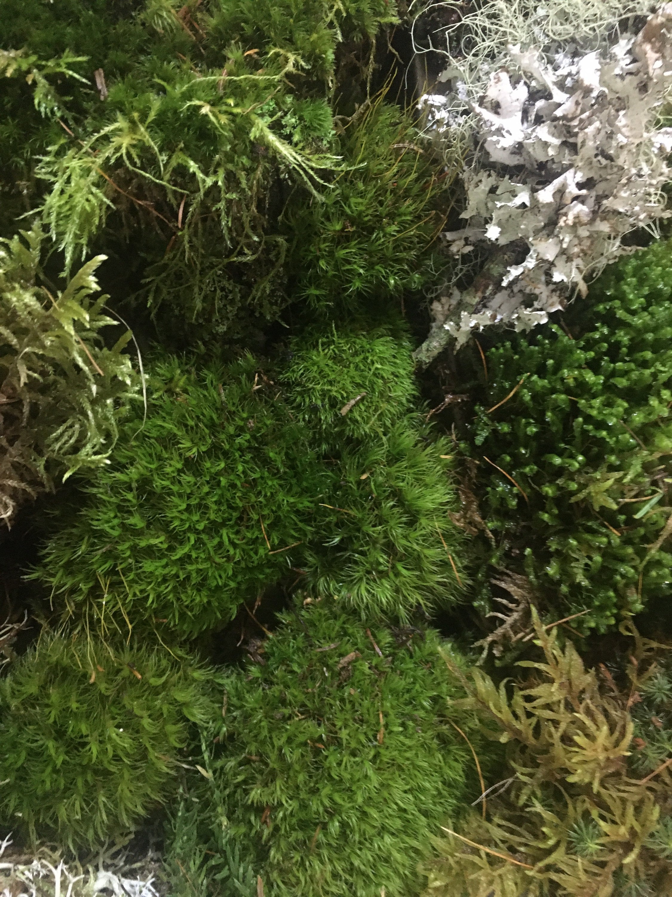 Terrarium moss, Live moss and lichen for your terrarium creation. Fresh,  organic mix of moss and lichen