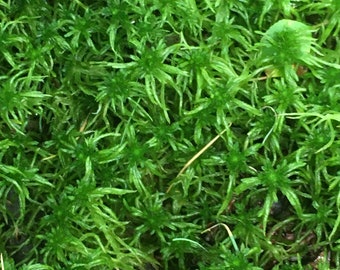 Sphagnum Moss -Sustainably Sourced for Lush Terrariums, Orchids, Exotic Plants, and Reptile Habitats. Orchid substrate, plant dressing.
