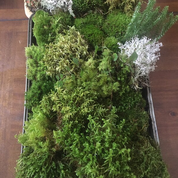 Live Moss Terrarium Etsy