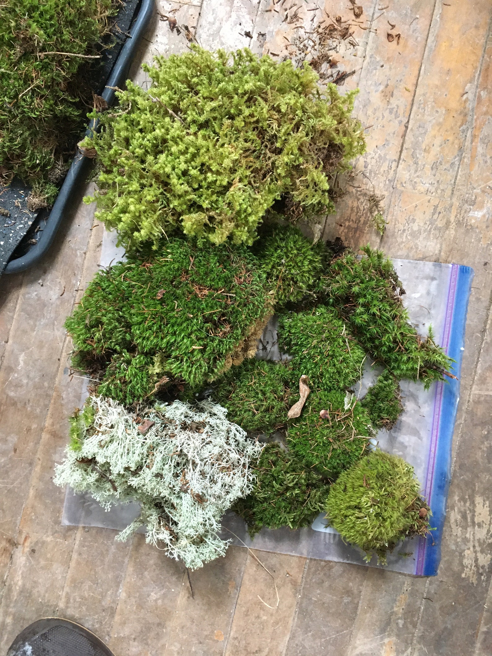 Green Cushion Moss Terrarium Moss Fairy Garden Moss Craft Etsy UK