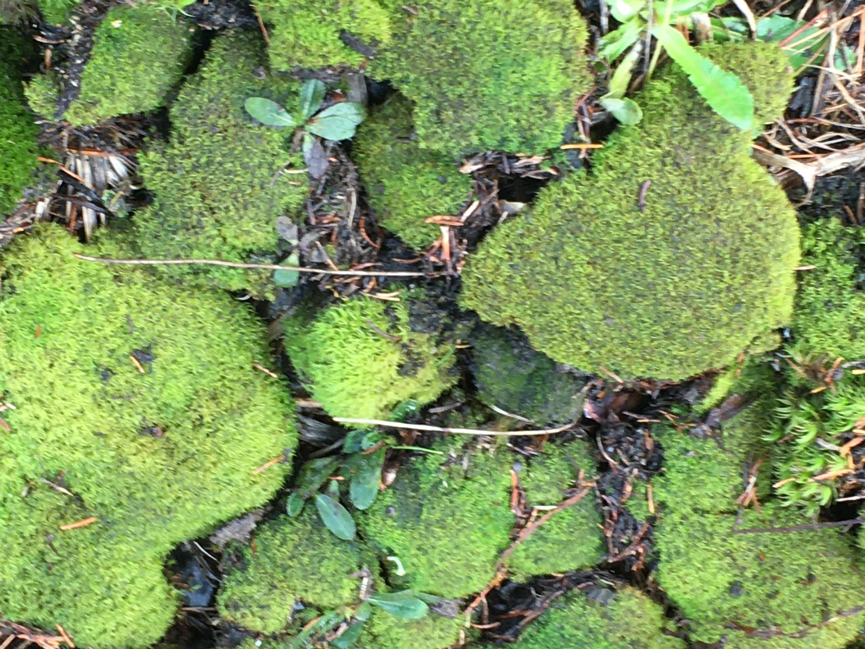 Terrarium moss, Live moss and lichen for your terrarium creation. Fresh,  organic mix of moss and lichen