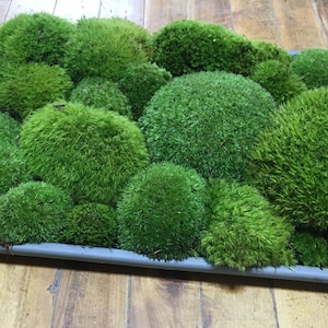 May include: A grey rectangular tray filled with bright green moss. The moss is arranged in various rounded shapes, creating a textured, natural display. The tray provides a neutral contrast to the vibrant green moss.