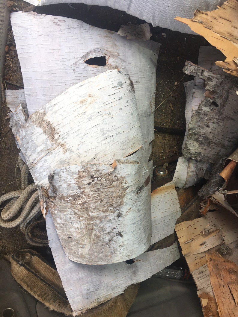 May include: A close-up of a pile of birch bark, showing the natural white and brown colors and the unique texture of the bark. The bark is in various shapes and sizes, some of which are curled and rolled.