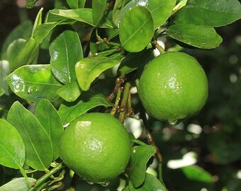 Key Lime Tree (Mexican Lime), 3-4 Year Old (Approx. 3-3.5 Ft), Potted, 3 Year Warranty