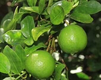 Key Lime Tree (Bushy, Approx. 1-2 ft. Tall), Potted