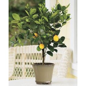 Improved Meyer Lemon Tree Approx. 1-2 Ft, Bushy, Potted 1 Gallon, 3 Year Warranty image 1