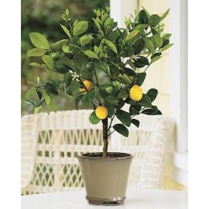 Improved Meyer Lemon Tree (Approx. 1-2 Ft, Bushy), Potted (1 Gallon), 3 Year Warranty