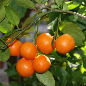 Calamondin Orange Tree (Bushy, Approx. 1-2 FT), Potted