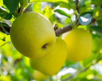 Ein Shemer Apple Tree, Approx. 5 ft, Potted