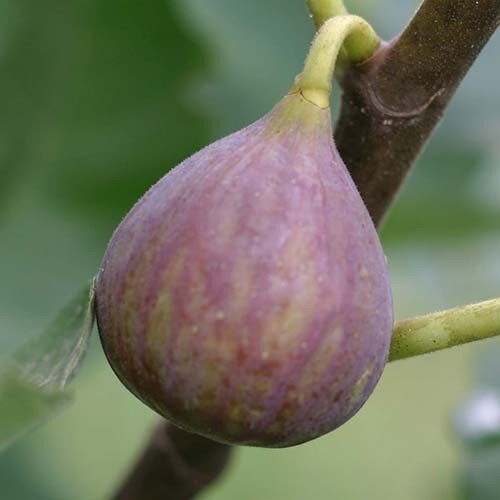 Vegetable italian pink bicolor eggplant 30 40 seeds high etsy
