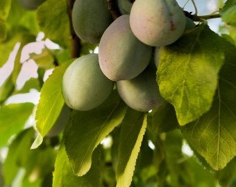 Methley Plum Tree, Approx. 5 ft, Potted