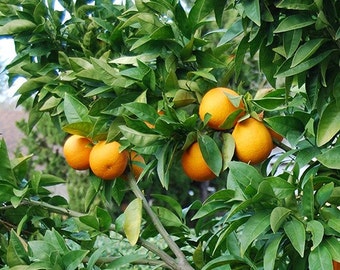 Moro Blood Orange Tree, 3-4 Year Old (3-3.5 Ft), Potted, 3 Year Warranty, Free Shipping