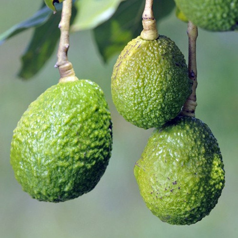 potted hass avocado tree