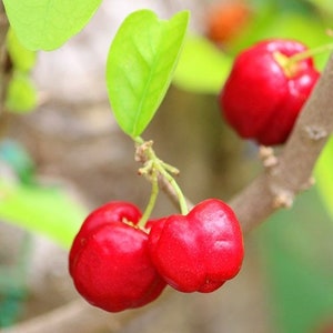 Barbados Cherry Tree, 3-4 Year Old (3-3.5 Ft), Potted, 3 Year Warranty, Free Shipping