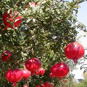 Wonderful Pomegranate Tree, 2-3 Year Old (2-3 Ft), Potted, 3 Year Warranty