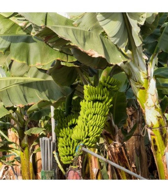 Truly Tiny mini Dwarf Cavendish Banana Tree 2-3 Ft Tall - Etsy Canada