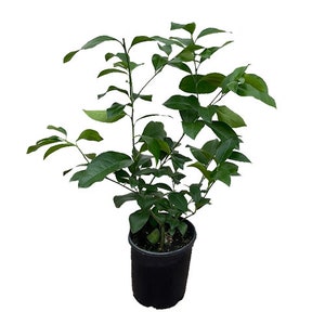 Improved Meyer Lemon Tree Approx. 1-2 Ft, Bushy, Potted 1 Gallon, 3 Year Warranty image 2