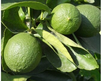 Persian Lime Tree, 3-4 Year Old (Approx. 3.5 Ft), Potted, 3 Year Warranty, Free Shipping