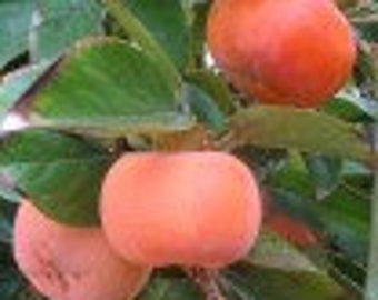 Fuyu Persimmon Tree, 2-3 Year Old (2-3 Ft), Potted, 3 Year Warranty, Free Shipping