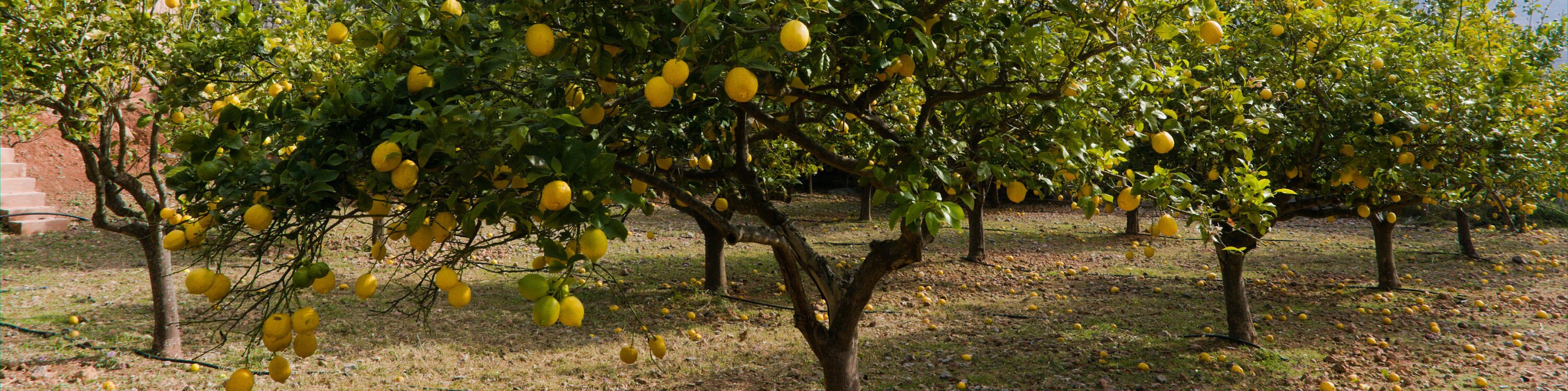 Milk‐tree♡ image_96dbc6fc-ae4b-4e85-8eb7-