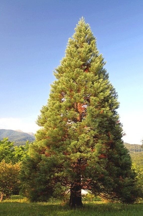30 graines de Sequoia Géant// Sequoiadendron Giganteum Redwood seeds
