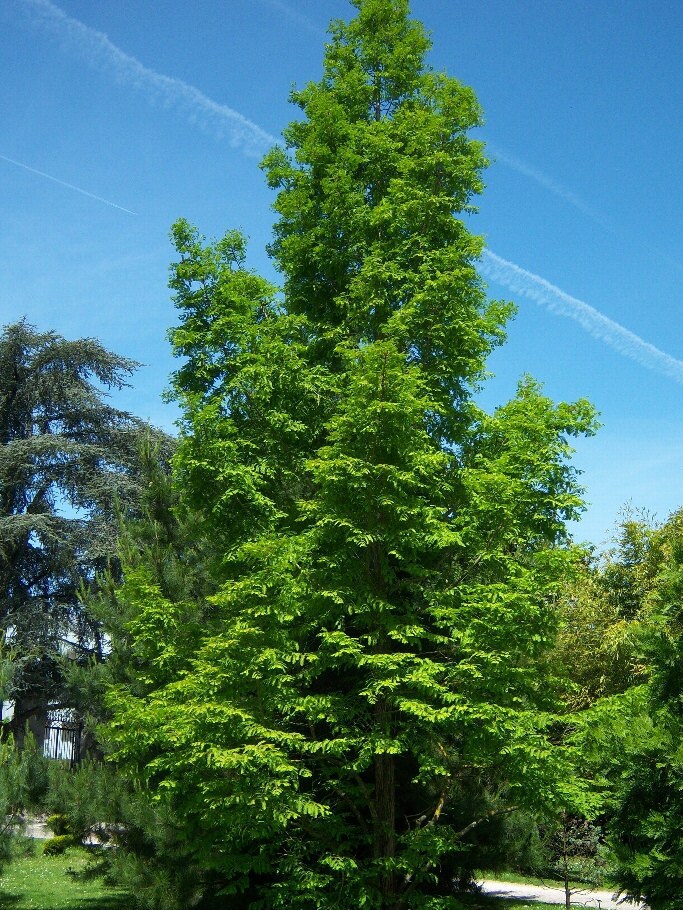 5 A 25 Seeds Of Metasequoia Glyptostroboides Metasequoia Etsy