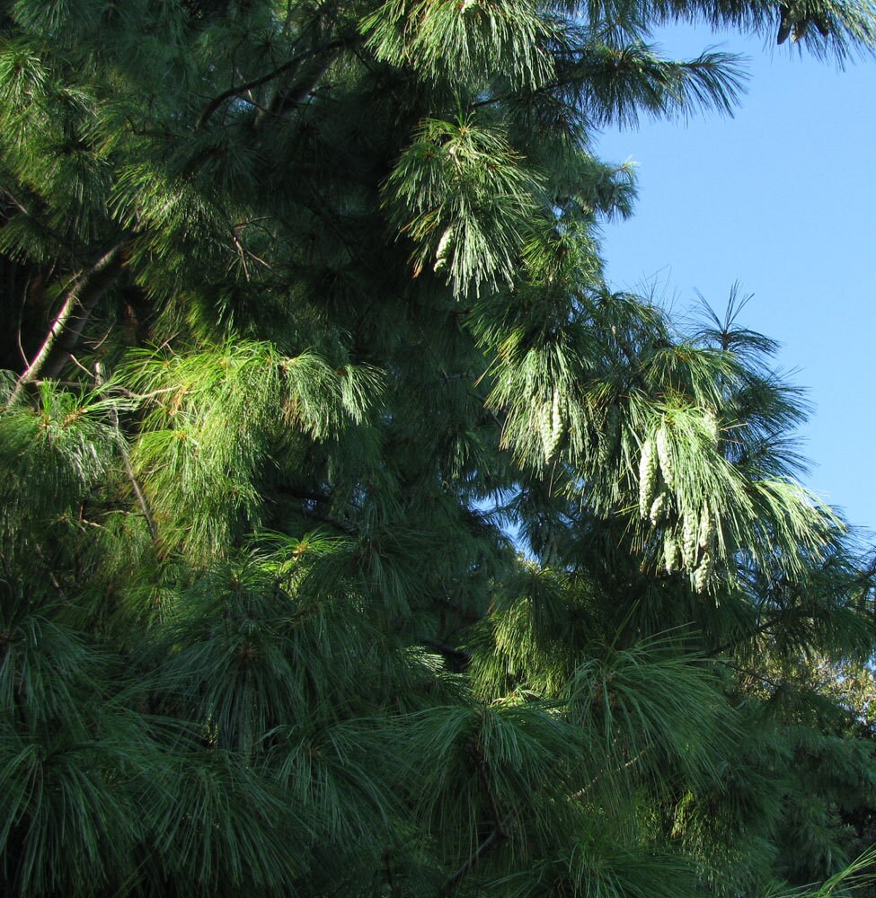 5 à 25 Graines de Pinus Wallichiana, Pin Pleureur L'himalaya, Pinus Griffithii, Résistant et Majestu