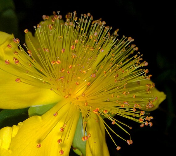 50 graines Hypericum inodorum 50 graines Hypericum inodorum
