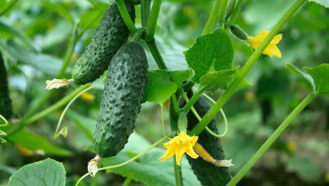 5 Graines de Cornichon Vert Fin Paris, Variété Ancienne Pour L'acidité, Le Piquant et Croquant