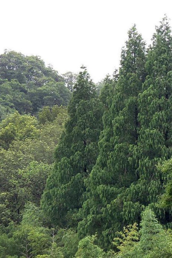 5 A 25 Seeds Of Metasequoia Glyptostroboides Metasequoia Etsy
