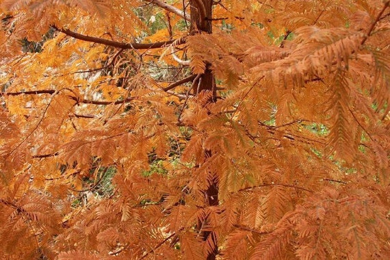 5 A 25 Seeds Of Metasequoia Glyptostroboides Metasequoia Etsy