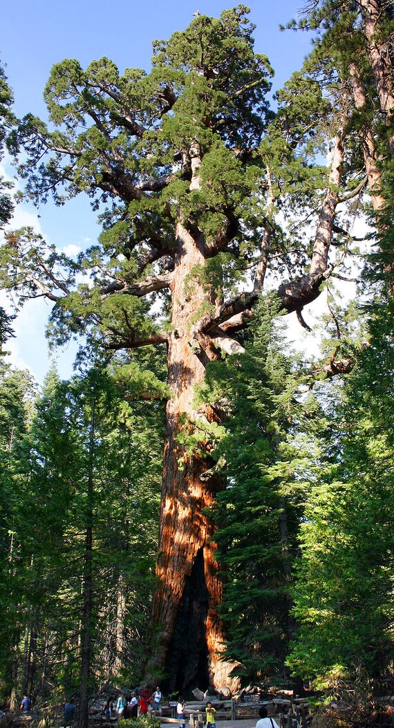 30 graines de Sequoia Géant// Sequoiadendron Giganteum Redwood seeds