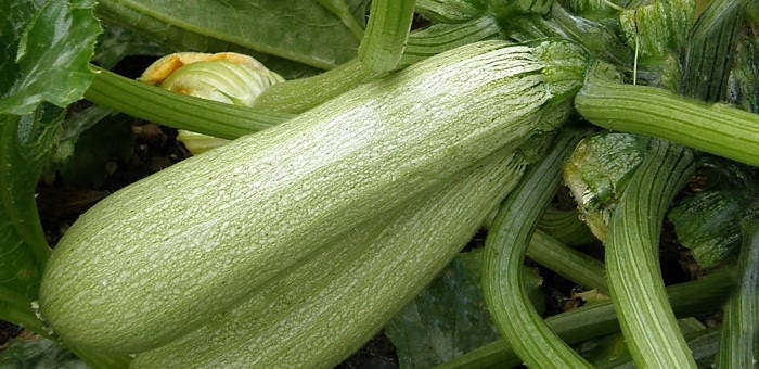 5 Graines de Courgette Ortolana Di Faenzi, Variété Traditionnelle Italienne, à La Saveur Très Douce.