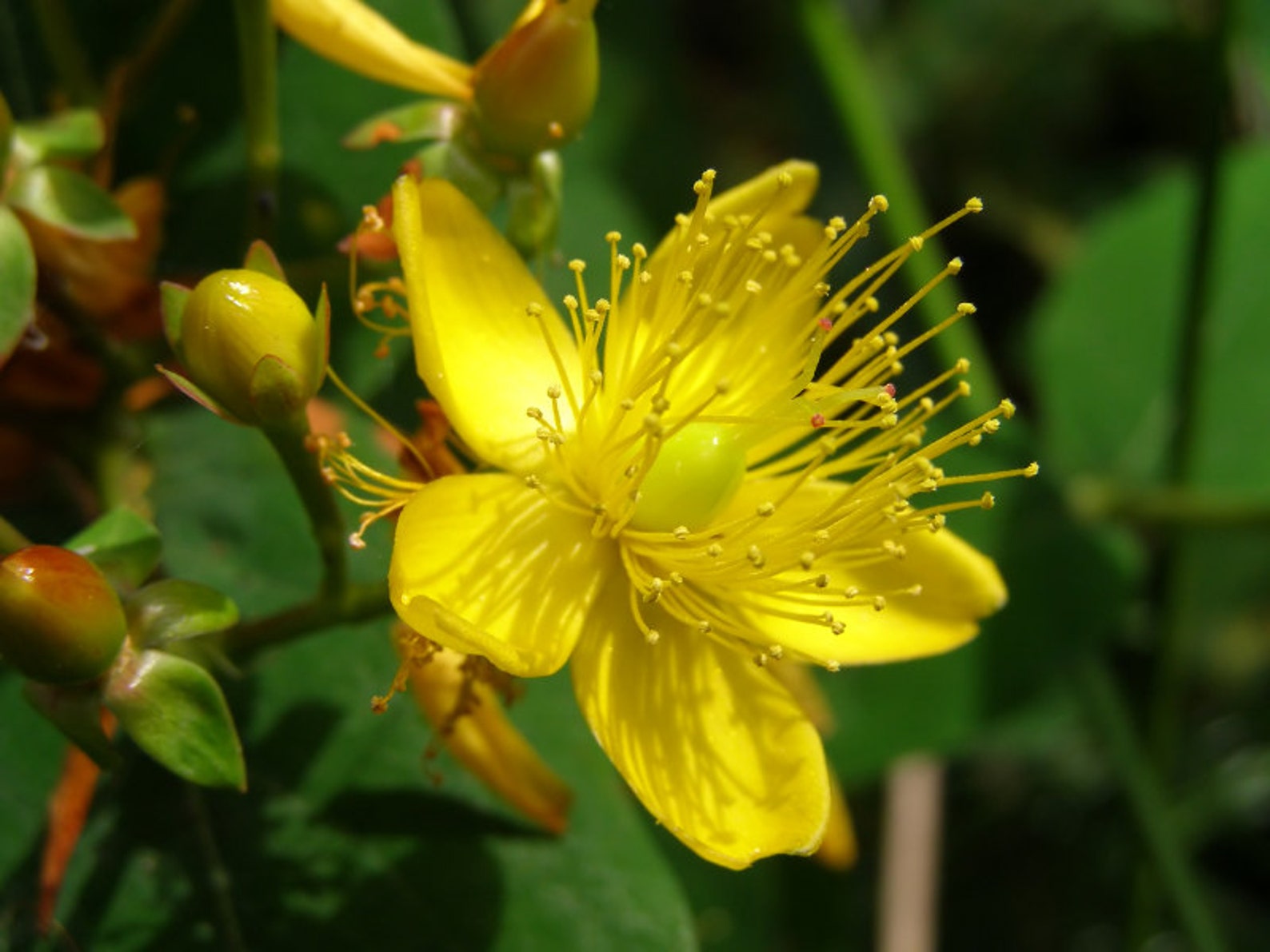 Плоды зверобоя. Зверобой продырявленный (Hypericum perforatum). Зверобой кустарниковый Hidcote. Зверобой кустарниковый. Зверобой Hypericum calycinum.