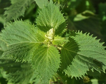 40 seeds of green or red Perilla - Pérille Nanjing, shiso, wild sesame, Japanese tiso, sacred plant calming and relaxing!