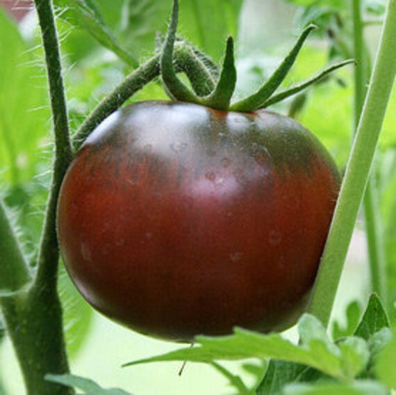 Graines de Tomate Noire Crimée | de Mon Jardin Français Pour Une Saveur Douce, Sans Acidité Qui Fait