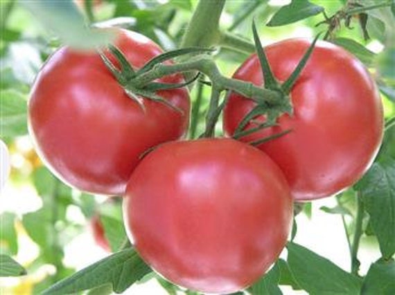 Graines de Tomate Gregori Altaï, Grosse Rose Originaire Des Montagnes d'altaï en Sibérie, à La Saveu