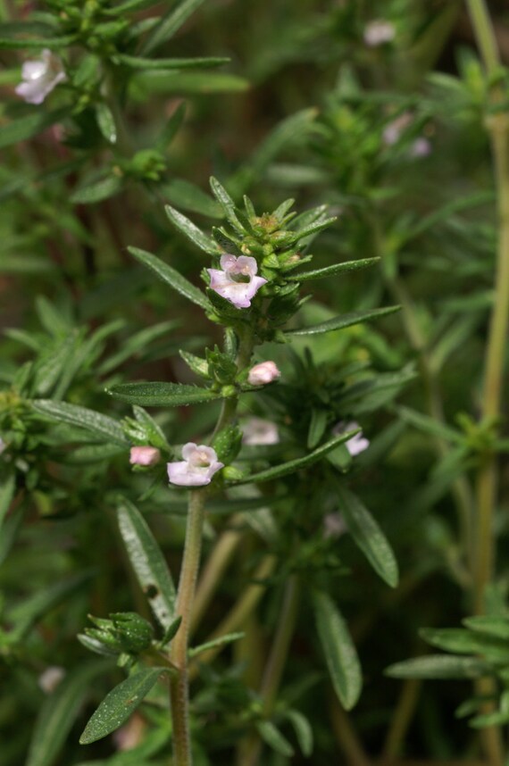 50 Hiver-Haricots herbe-satureja Montana graines