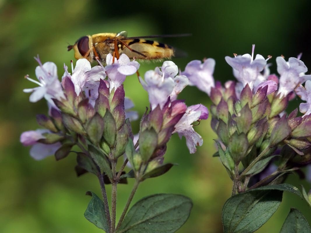 50 Graines de Marjolaine, Origanum Majorana, Marjolaine à Coquilles, Des Jardins, Grand Origan, Pour