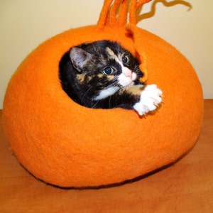 Peut inclure: Un chat calico aux yeux verts sort d'un lit pour chat en feutre orange vif en forme de citrouille.