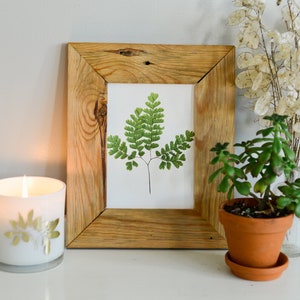 Samambaia Avenca | Impressão de obras de reprodução de plantas prensadas | Papel de pano 100% algodão | Arte botânica, vegetação