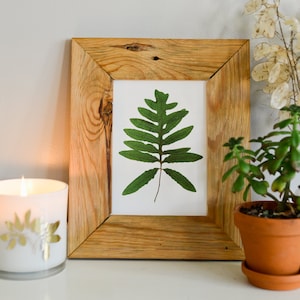 Gevoelige Varen | Reproductiekunstwerk van geperste planten afdrukken | 100% katoenen voddenpapier | Botanisch kunstwerk, Groen