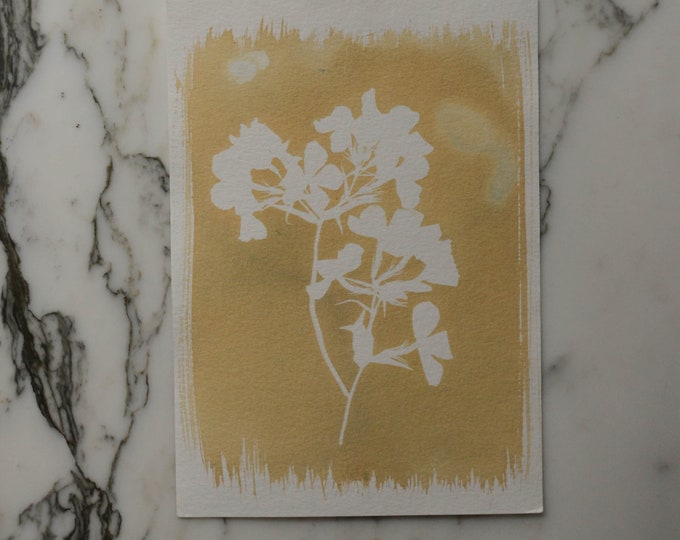 Phlox - bleached | Cyanotype Art, 5x7" Watercolor Paper | Sun Print, Blue Print, Botanical Art, Pressed Flowers, Photogram