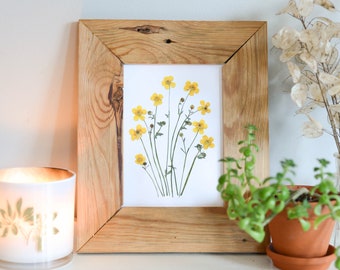 Buttercup, wild ranunculus | Print reproduction artwork of pressed flowers | 100% cotton rag paper | Botanical art